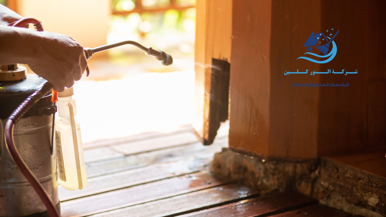 شركة مكافحة حشرات بالطائف